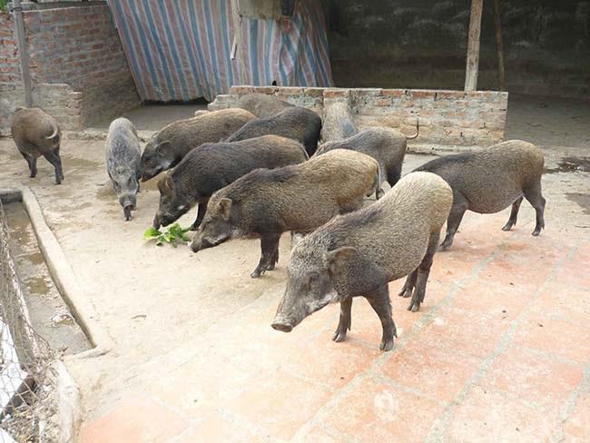 khi mơ thấy giấc mơ lợn rừng sập bẫy, bạn nên đánh các con số sau: 20, 07 và 29. khi mơ thấy giấc mơ lợn rừng sập bẫy, bạn nên đánh các con số sau: 20, 07 và 29.