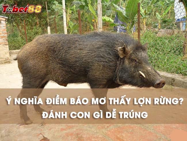Nguyên nhân có giấc mơ thấy lợn rừng Nguyên nhân có giấc mơ thấy lợn rừng