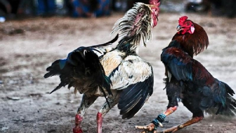 Lựa chọn loại kèo đá gà phù hợp