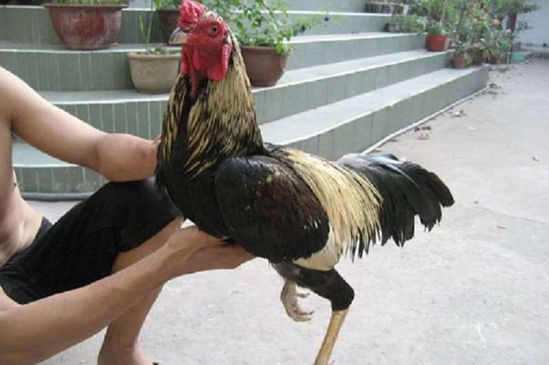 Luyện tập cho gà hẫng chân rơi tự do tăng phản xạ