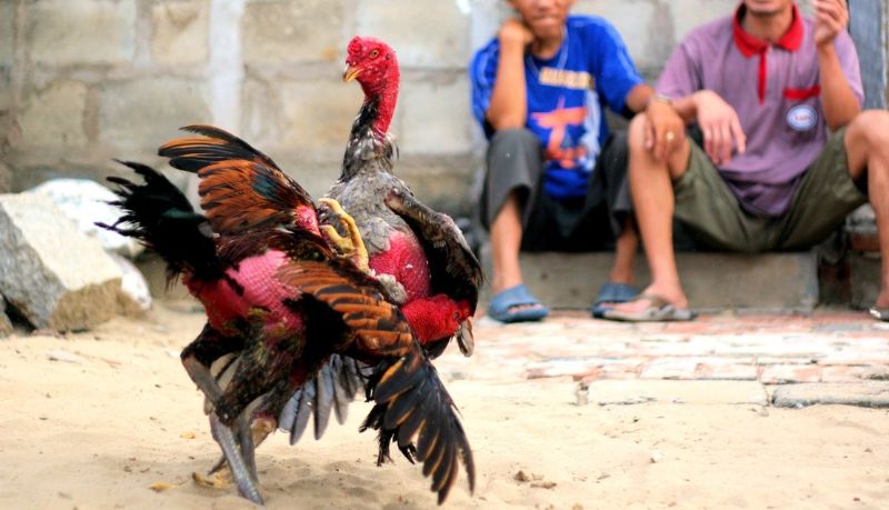Miền Trung có nhiều giống gà chọi chiến đấu tốt Miền Trung có nhiều giống gà chọi chiến đấu tốt