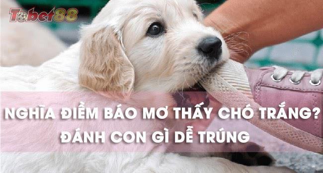 Vậy những giấc mơ thấy chó trắng là điềm gì? Tốt hay xấu? Vậy những giấc mơ thấy chó trắng là điềm gì? Tốt hay xấu?