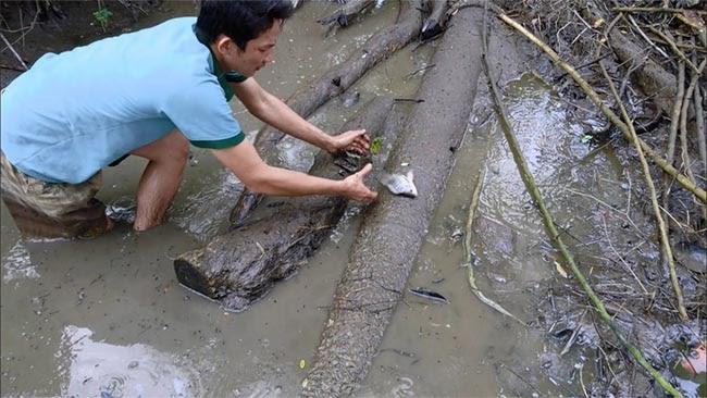 Mơ thấy bắt được cá chết có điềm báo gì Mơ thấy bắt được cá chết có điềm báo gì