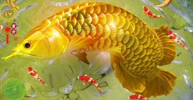 Giấc mơ thấy cá trên cạn luôn khiến nhiều người tò mò bởi sự bí ẩn của nó
