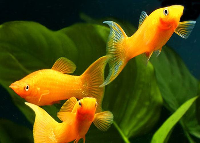Nếu bạn nằm mơ thấy cá cảnh, cá vàng là điềm báo ra đường có thể gặp nạn cướp giật