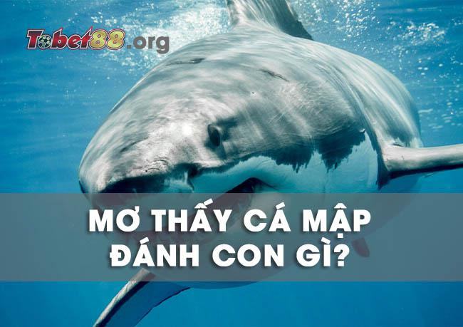Ngủ nằm mơ thấy cá mập có ý nghĩa gì? Đánh con gì trúng lớn?