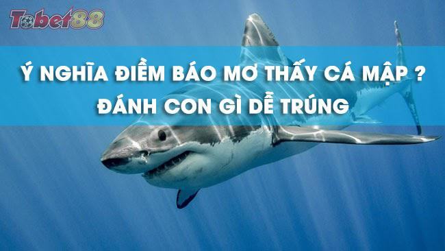 Giải mã ý nghĩa giấc mơ thấy cá mập Giải mã ý nghĩa giấc mơ thấy cá mập