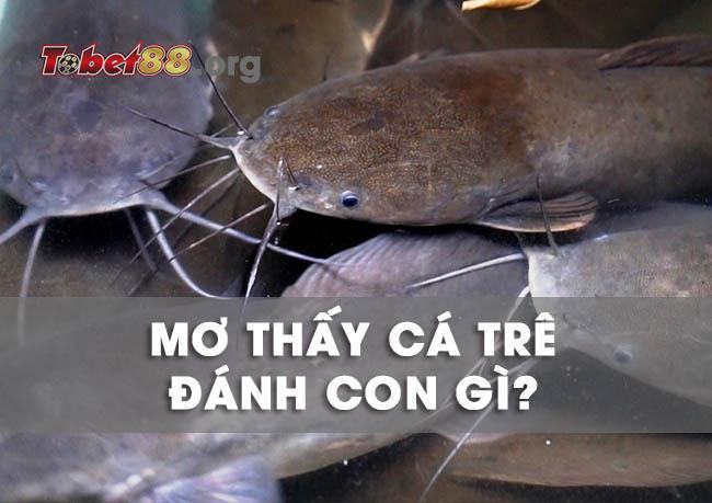 Nằm mơ thấy cá trê đánh số mấy? Ý nghĩa của giấc mơ cá trê?