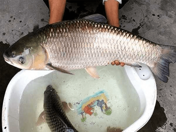 Mơ thấy cá trên cạn dự báo điềm chết chóc bởi chúng không thể sống trên cạn