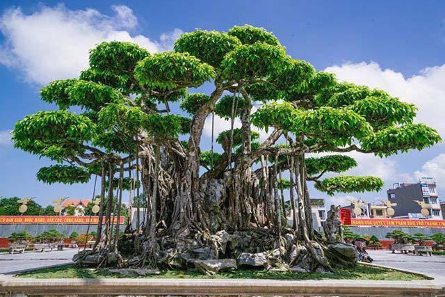 Chiêm bao thấy cây đa cổ thụ có điềm báo như thế nào?