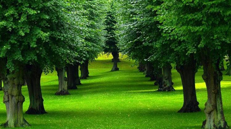 Chiêm bao thấy cây cổ thụ đánh con gì?