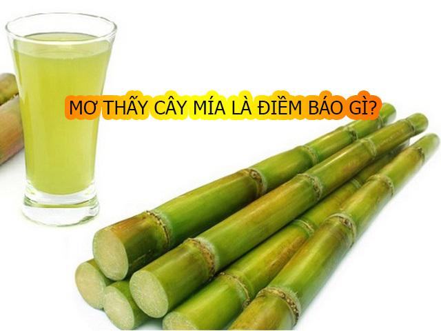 Giải mã giấc mơ thấy cây mía Giải mã giấc mơ thấy cây mía