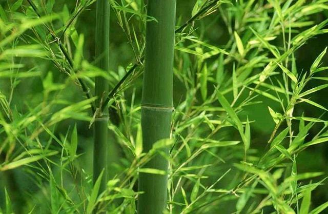 Chiêm bao thấy bụi tre mang điềm báo gì? Chiêm bao thấy bụi tre mang điềm báo gì?