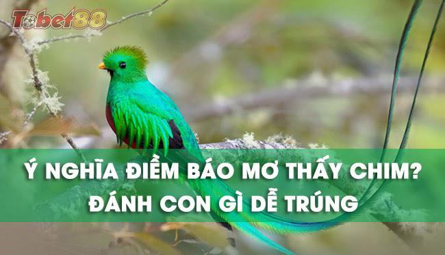 Tổng quan về loài chim và giấc mơ thấy chim Tổng quan về loài chim và giấc mơ thấy chim