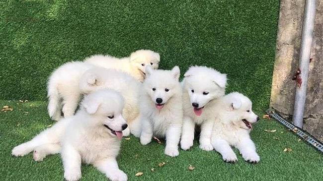 Khi chiêm bao thấy một đàn chó trắng thì đây là điềm báo tốt lành Khi chiêm bao thấy một đàn chó trắng thì đây là điềm báo tốt lành