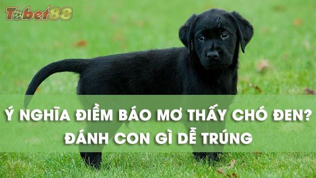 Ý nghĩa những giấc mơ thấy chó đen Ý nghĩa những giấc mơ thấy chó đen