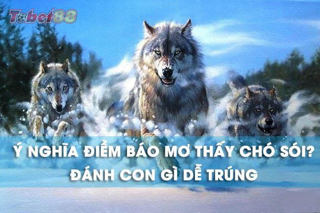 Chó sói tuy là loài vật hung hãn nhưng không phải những giấc mơ về nó đều là giấc mơ xấu Chó sói tuy là loài vật hung hãn nhưng không phải những giấc mơ về nó đều là giấc mơ xấu