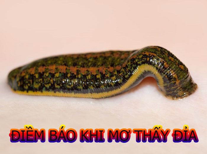Nằm mơ thấy đỉa là điềm báo gì? Nằm mơ thấy đỉa là điềm báo gì?