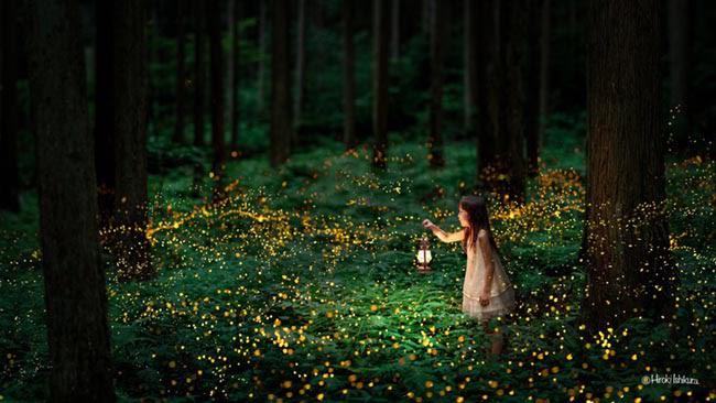 Điềm báo nằm mơ thấy đom đóm bay vào nhà Điềm báo nằm mơ thấy đom đóm bay vào nhà