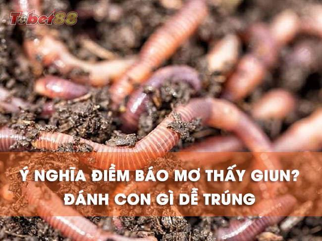 Mộng thấy giun trong khi ngủ là sự phản chiếu của tương lai của người mơ Mộng thấy giun trong khi ngủ là sự phản chiếu của tương lai của người mơ