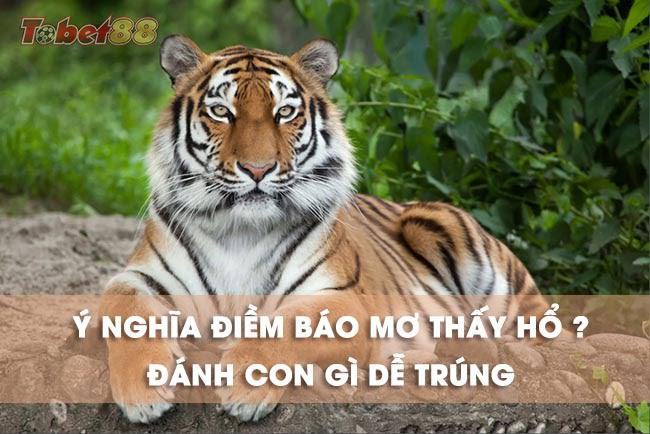 Ý nghĩa của loài hổ trong phong thủy
