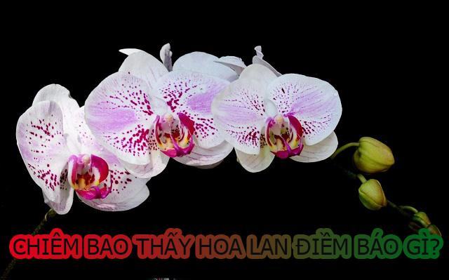 Chiêm bao thấy hoa lan là dự báo cho điều gì? Chiêm bao thấy hoa lan là dự báo cho điều gì?