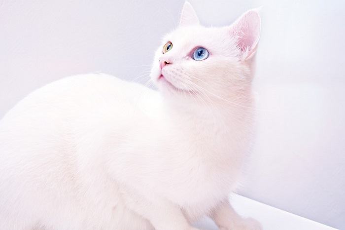 Mơ thấy mèo trắng vào nhà là điềm không may mắn mơ thấy mèo trắng vào nhà