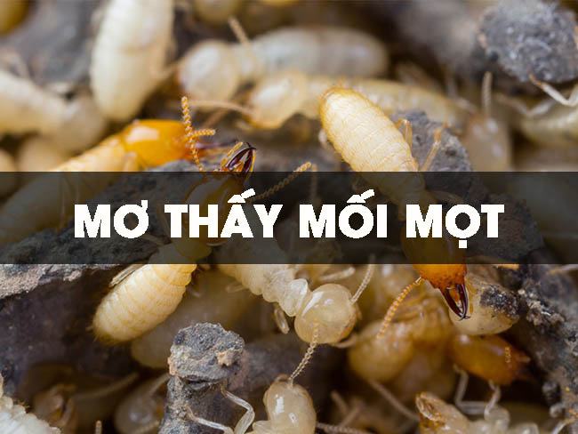 Nguyên nhân nằm mơ thấy mối mọt? Nguyên nhân nằm mơ thấy mối mọt?