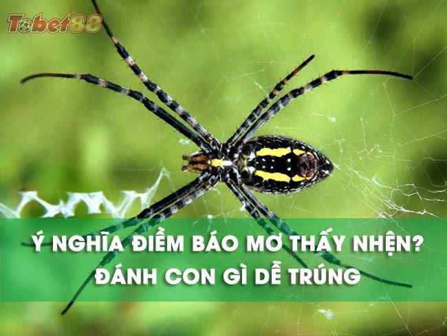 Ý nghĩa của giấc mơ thấy nhện là gì? Ý nghĩa của giấc mơ thấy nhện là gì?