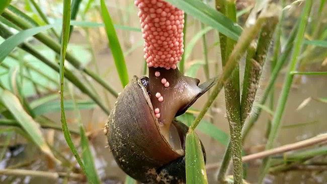 Nằm mơ thấy ốc bươu điềm gì ? Nằm mơ thấy ốc bươu điềm gì ?
