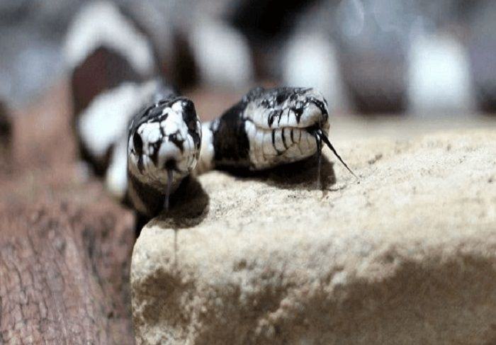Giấc mơ thấy rắn 2 đầu là giấc mơ ám chỉ những điều vu oan