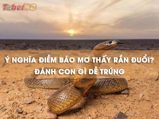 Lý giải ý nghĩa những giấc mơ thấy rắn đuổi Lý giải ý nghĩa những giấc mơ thấy rắn đuổi