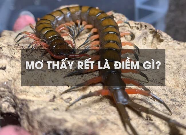 Nằm mơ thấy rết cắn đánh số đề con gì