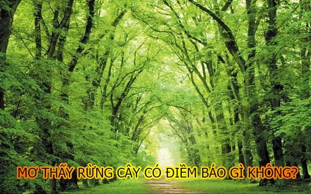 Chiêm bao thấy rừng cây là điềm báo gì? Chiêm bao thấy rừng cây là điềm báo gì?