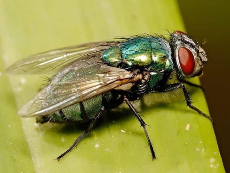 mơ thấy ruồi nhặng