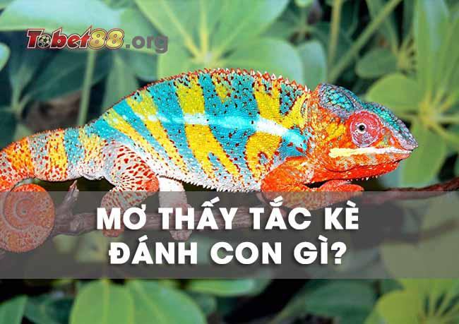 mơ thấy con tắc kè