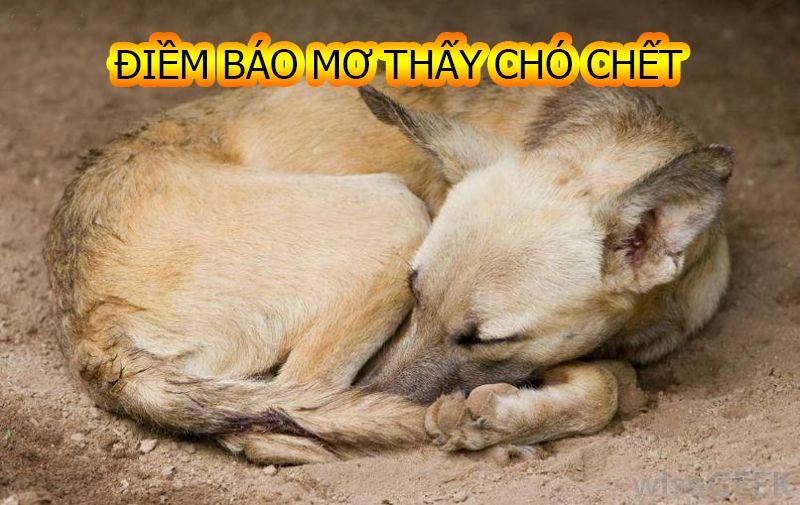 Giấc mơ thấy chó chết có thực sự đáng sợ Giấc mơ thấy chó chết có thực sự đáng sợ