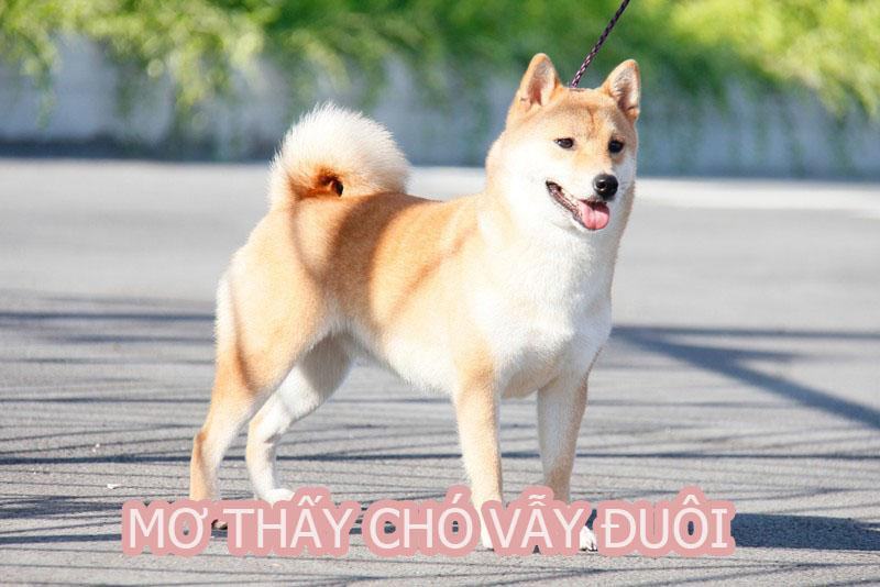 Mơ thấy chó đang vẫy đuôi có điềm báo gì? Mơ thấy chó đang vẫy đuôi có điềm báo gì?