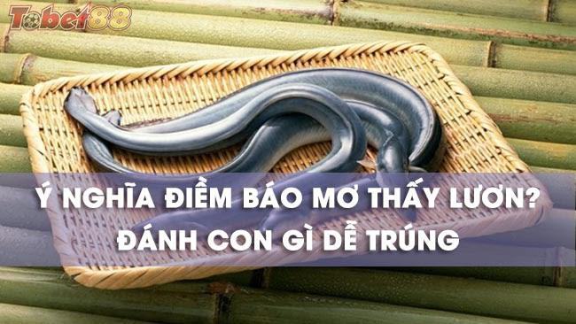 Giải mã ý nghĩa giấc mơ thấy lươn? Giải mã ý nghĩa giấc mơ thấy lươn?