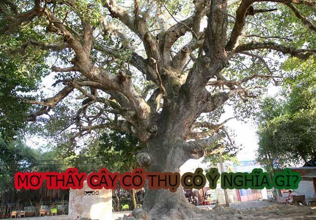 Mơ thấy cây cổ thụ và những điềm báo liên quan