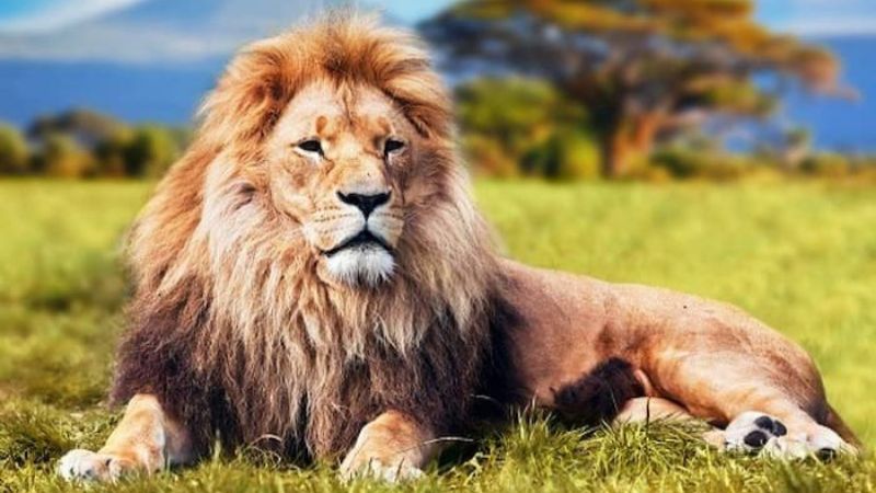 Ngủ mơ thấy sư tử với bộ lông màu vàng