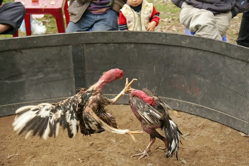 Lễ hội chơi chọi gà mang bản sắc dân tộc độc đáo Lễ hội chơi chọi gà mang bản sắc dân tộc độc đáo