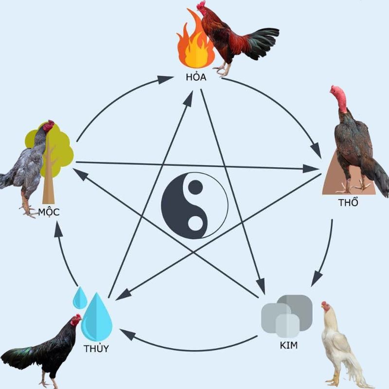 Phong thủy màu mạng đá gà Phong thủy màu mạng đá gà