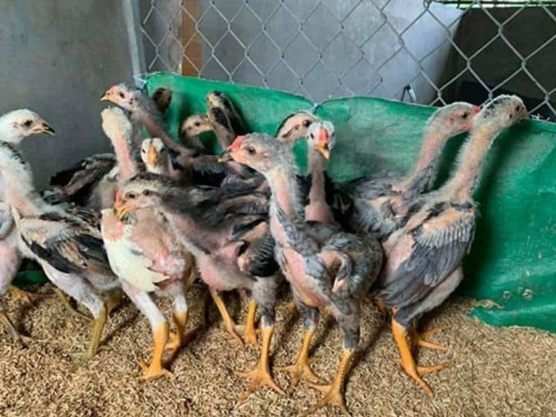 cách chọn gà chọi con mới nở