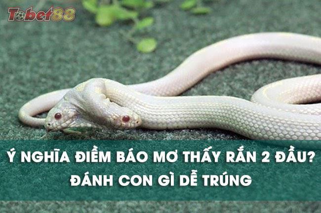 Khi bạn nằm mộng thấy rắn 2 đầu cắn mình thì đây lại là một điềm báo tốt lành Khi bạn nằm mộng thấy rắn 2 đầu cắn mình thì đây lại là một điềm báo tốt lành