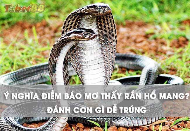 Giải mã giấc mơ thấy rắn hổ mang Giải mã giấc mơ thấy rắn hổ mang