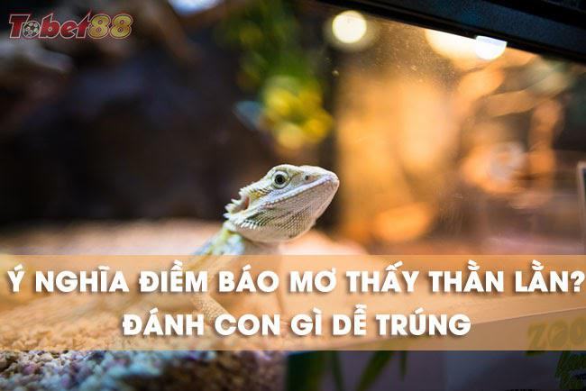 mơ thấy thằn lằn là một trong số những giấc mơ khá phổ biến trong khi ngủ của con người mơ thấy thằn lằn là một trong số những giấc mơ khá phổ biến trong khi ngủ của con người