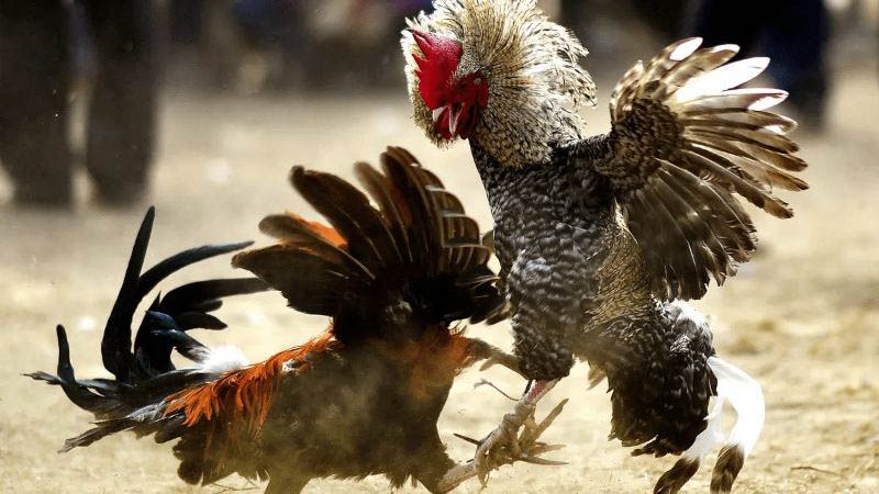Quy luật đá gà Thomo về thời gian đá gà Thomo