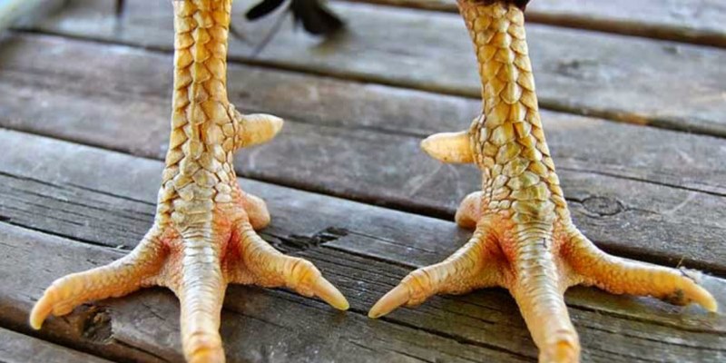 gà có vảy dặm ở ngón chúa