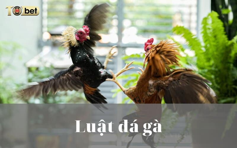 Tìm hiểu về luật chơi đá gà theo vùng miền